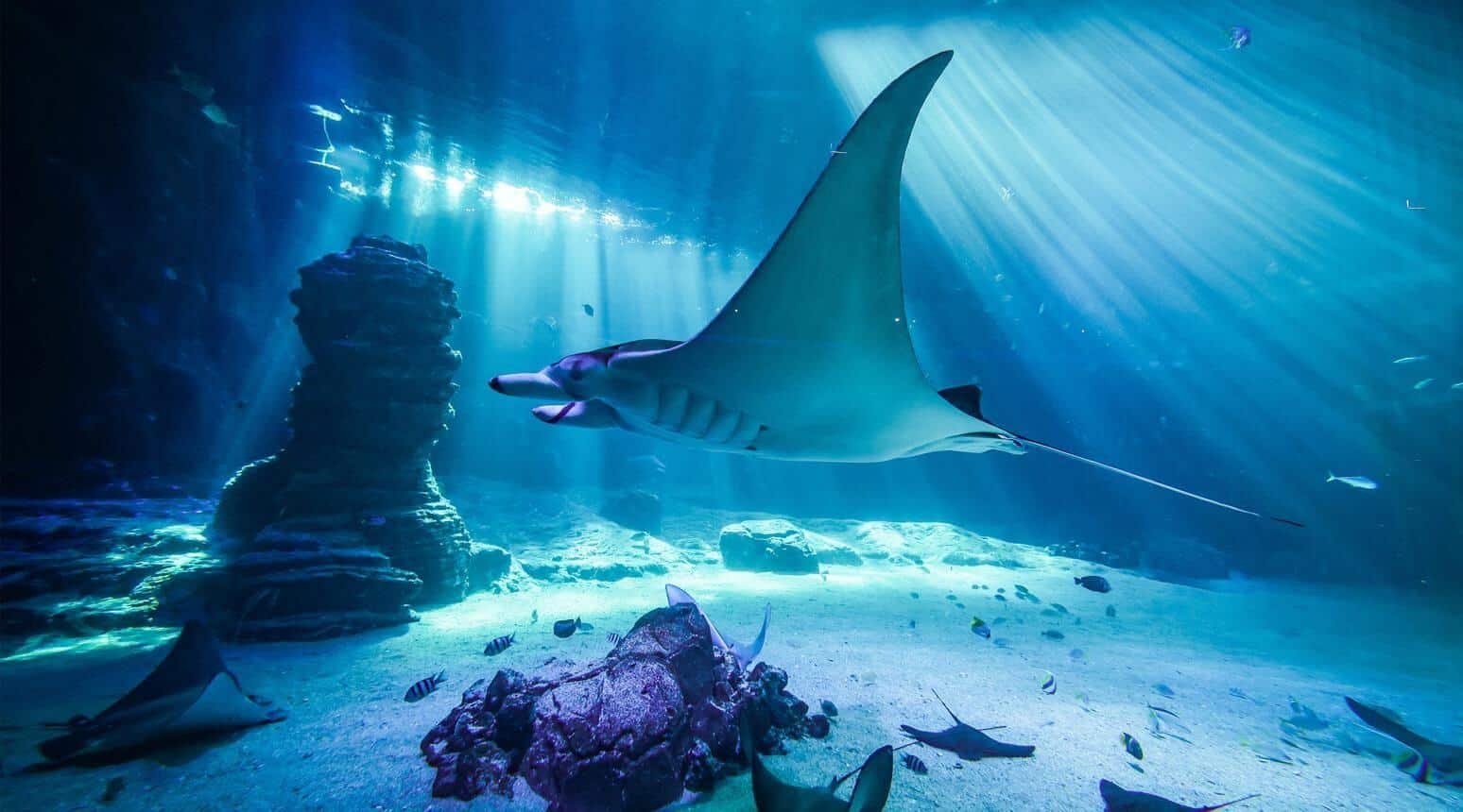 Requin gris sous les rayons de lumière dans le grand bassin de Nausicaá à Boulogne-sur-Mer, sur la Côte d'Opale