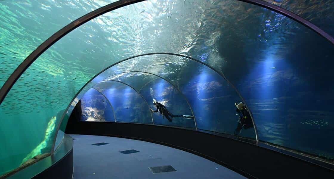 Tunnel sous-marin de Nausicaá à Boulogne-sur-Mer avec plongeurs et bancs de poissons, visite en groupe sur la Côte d'Opale
