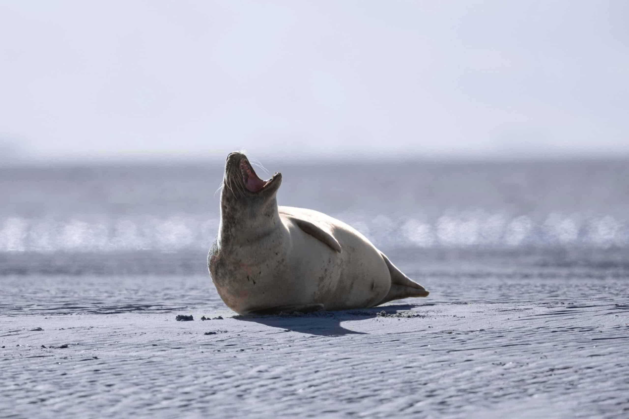 Phoque sur un banc de sable de la Baie d'Authie à marée basse, près de Berck-sur-Mer et Groffliers