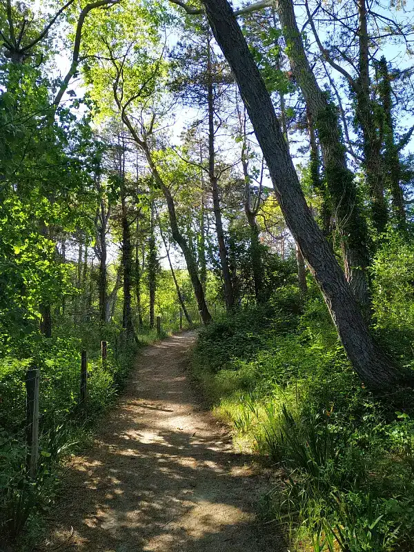 Sentier ombragé entre les pins et les arbres couverts de lierre, balade autour de Groffliers sur la Côte d'Opale